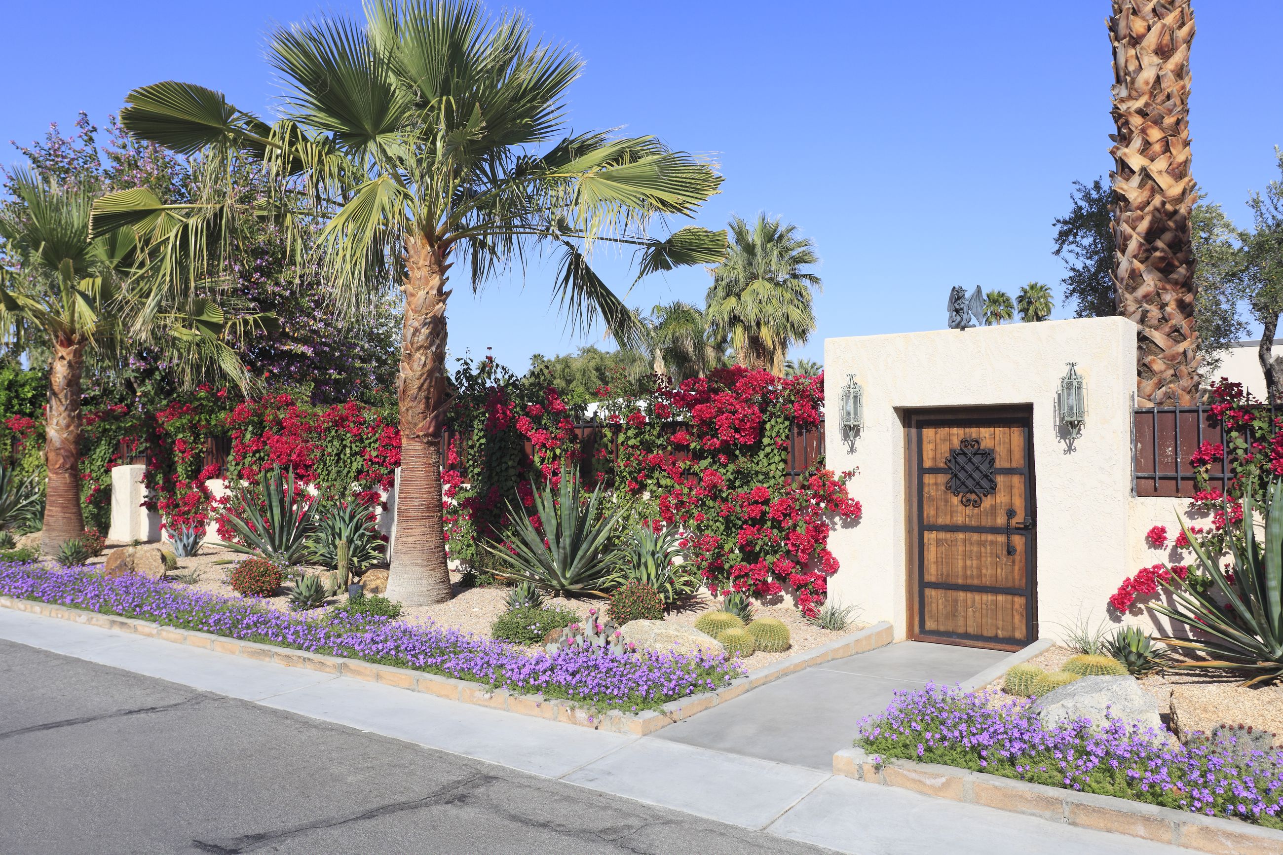 Desert landscaping with cactus, bougainvillea and palm trees in Palm Springs