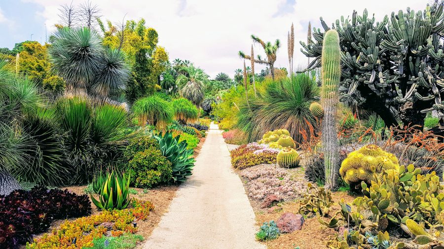 Desert garden path with cactus landscaping