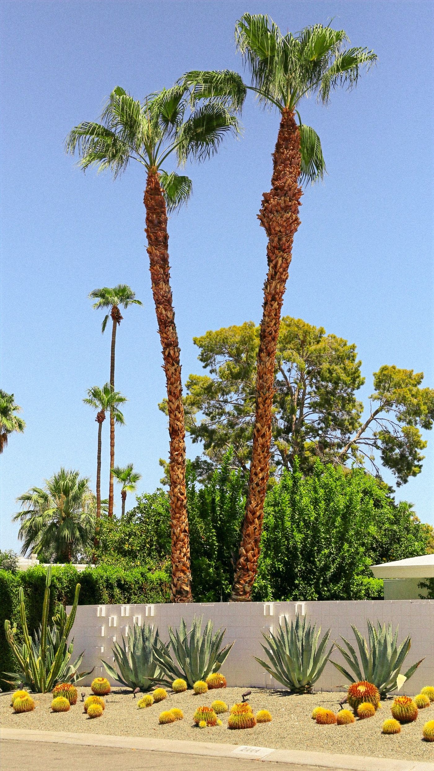 Freshly trimmed palm trees against a blue sky